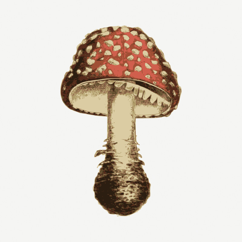Mushroom Collage Loose Painting